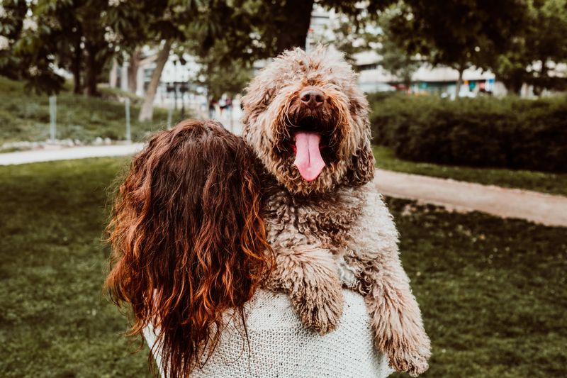 Wendy's Private Dog Park In Thrall – Providential Poodles