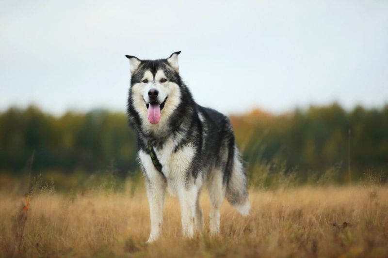 Alaskan Malamute