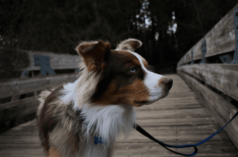 Australian Shepherd