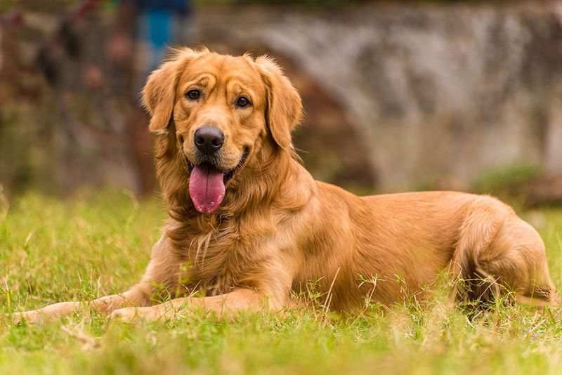 Golden Retriever