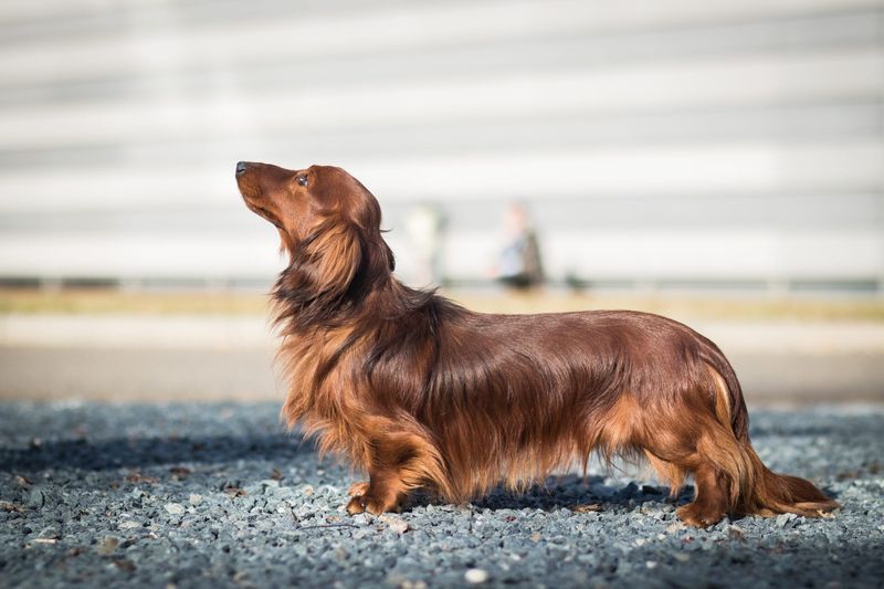 Dachshund – Back Issues Are No Small Problem