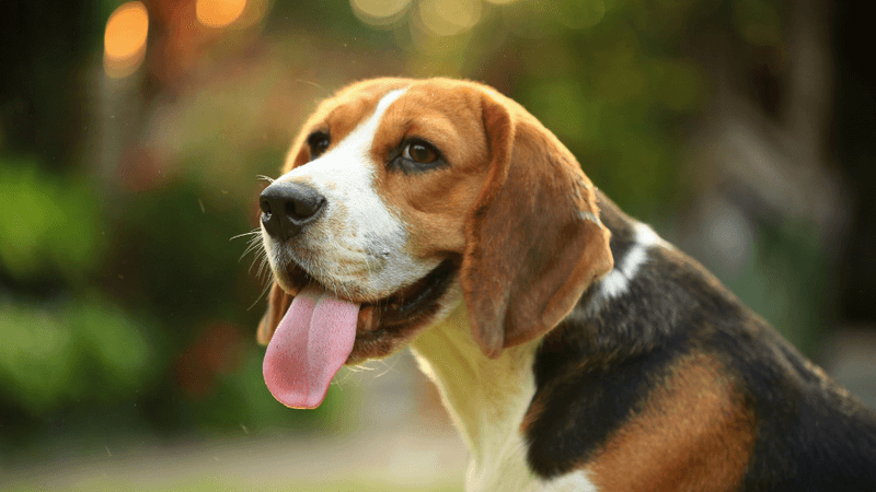 Beagle