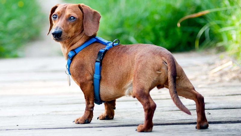 Dachshunds' Long Backs Spell Trouble