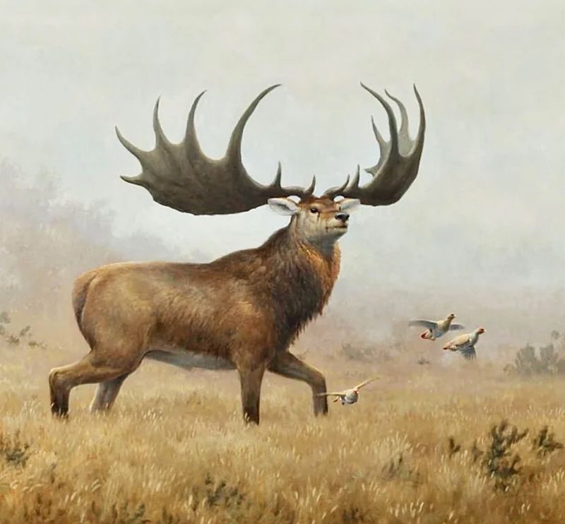 Giant Elk