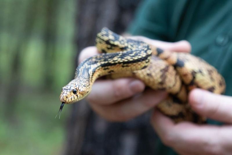 Louisiana Pine Snake