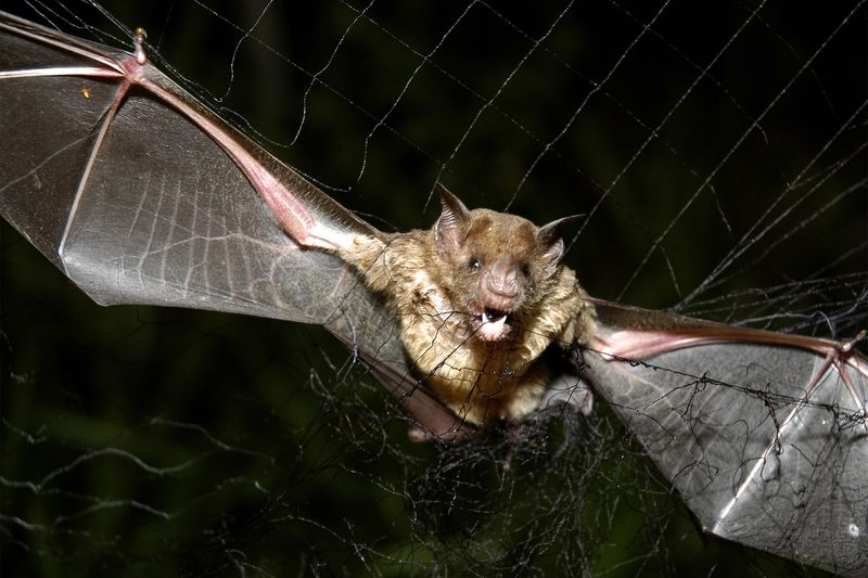 Vampire Bat