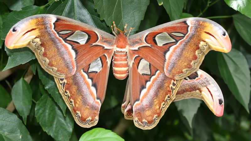Atlas Moth