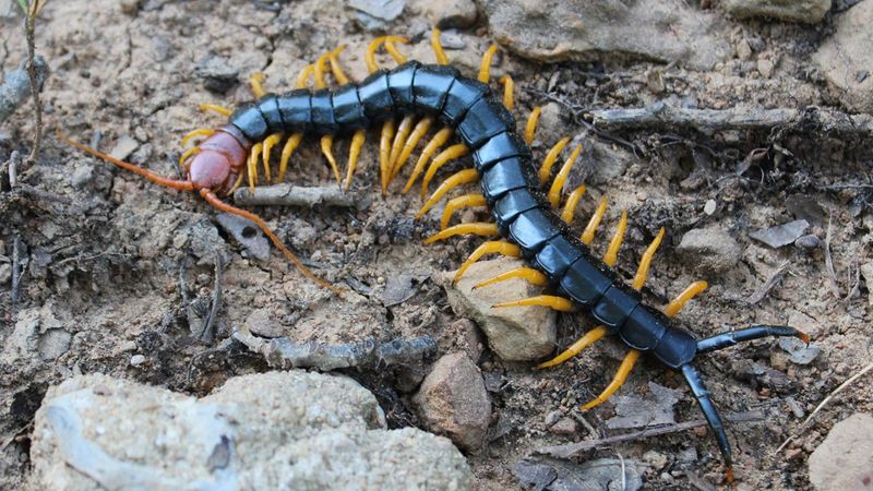 Giant Red-Headed Centipede