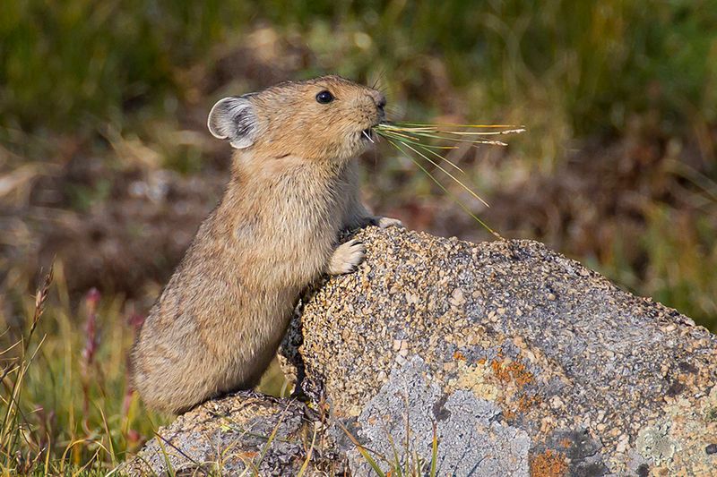 American Pika