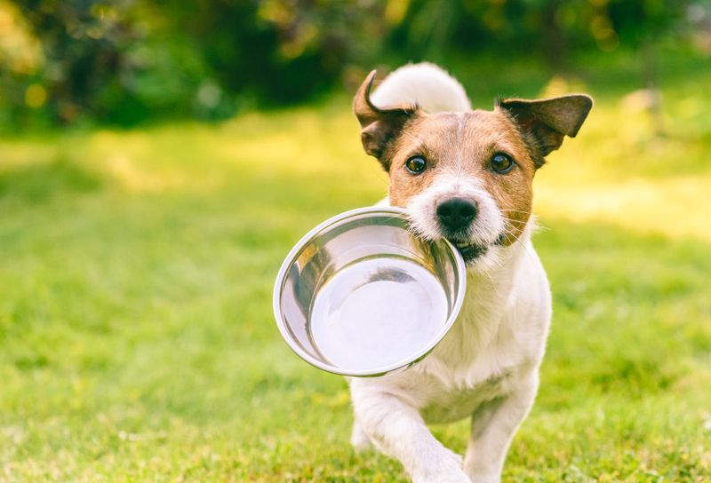 Predictable Mealtime Routines