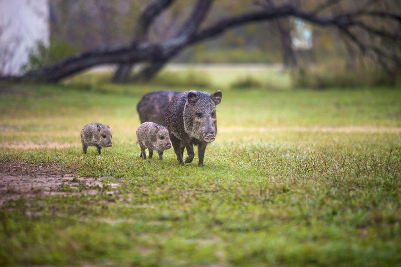 Javelina