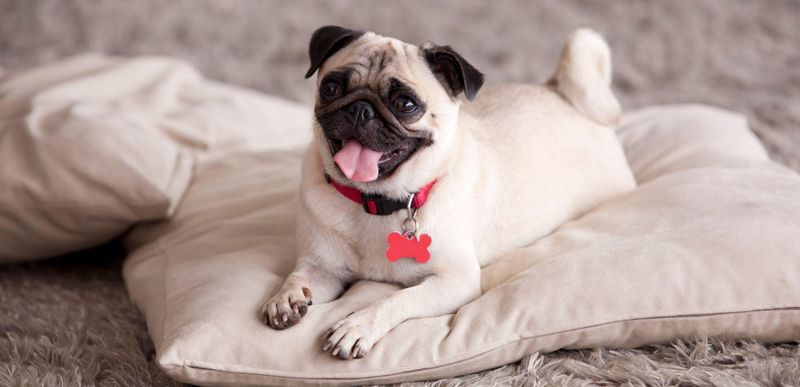 Pug