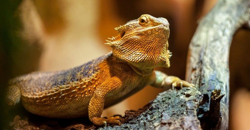 Bearded Dragons