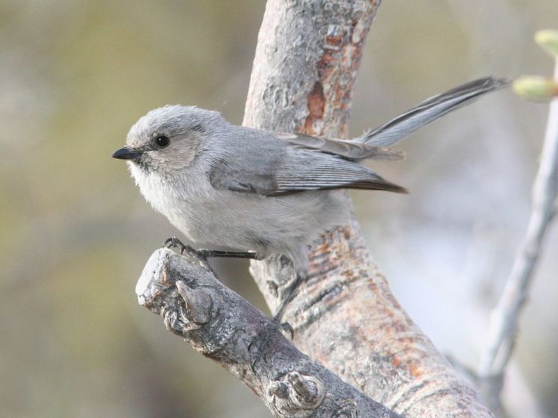 American Bushtit (Psaltriparus minimus)