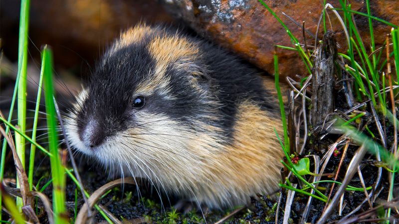 Lemmings Commit Mass Suicide
