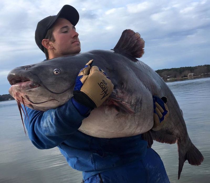 Blue Catfish – 143 lbs (Virginia, 2011)