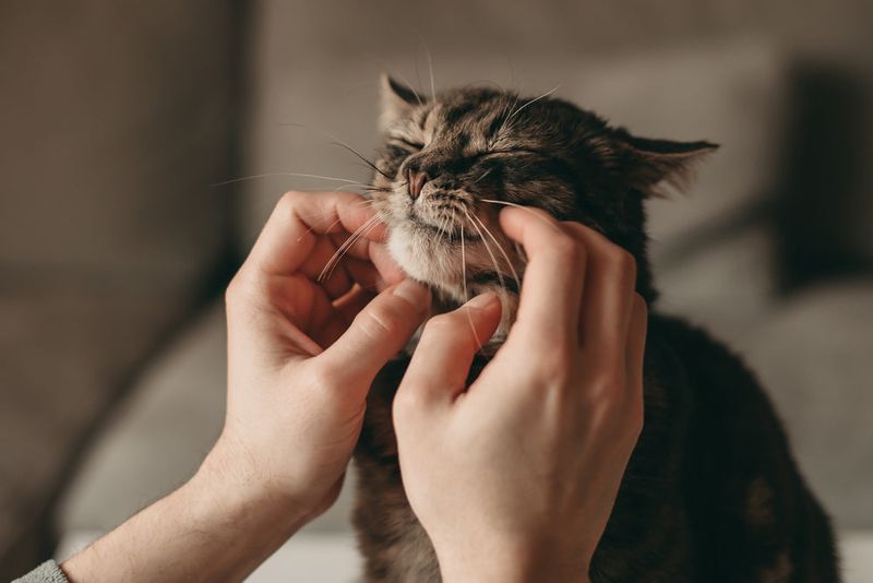 Socialization And Affection