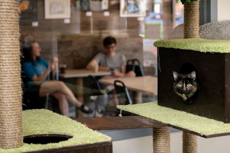 Pet-Friendly Events And Socializing Opportunities