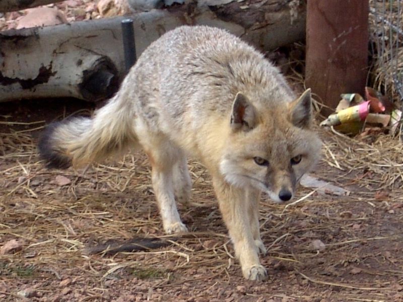 Swift Fox