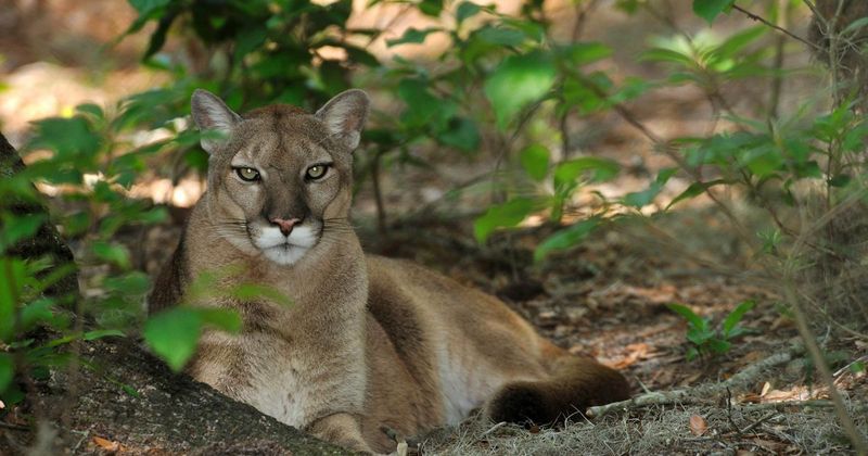 Florida Panther