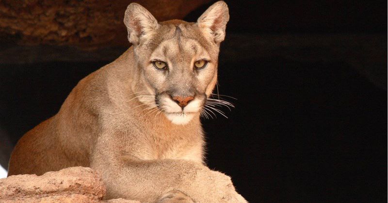 Mountain Lion