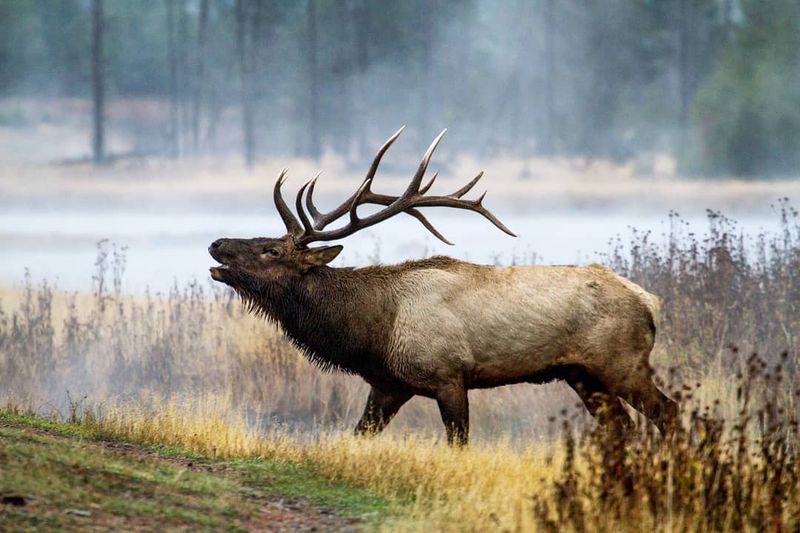 Elk
