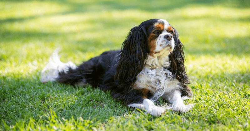 Cavalier King Charles Spaniel