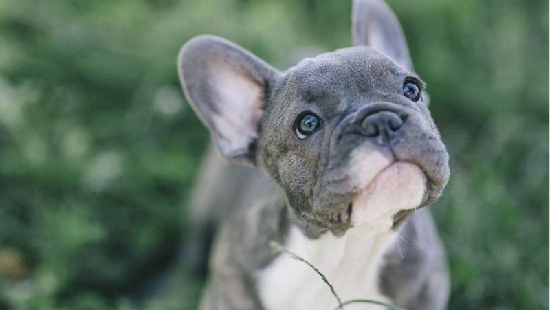French Bulldogs Struggle To Breathe