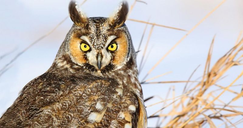 Long-Eared Owl (Asio Otus)