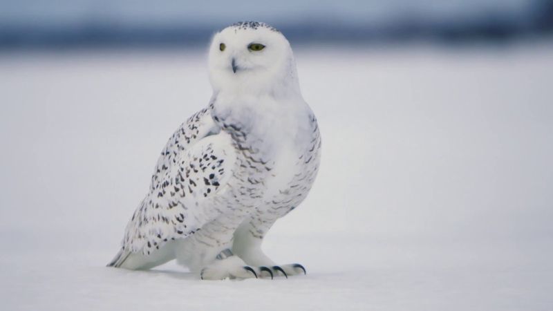 Snowy Owl (Bubo Scandiacus)