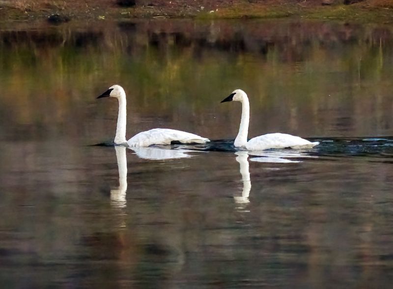 Tundra Swan