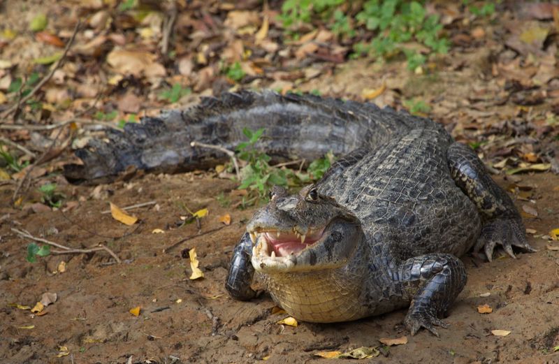 Black Caiman