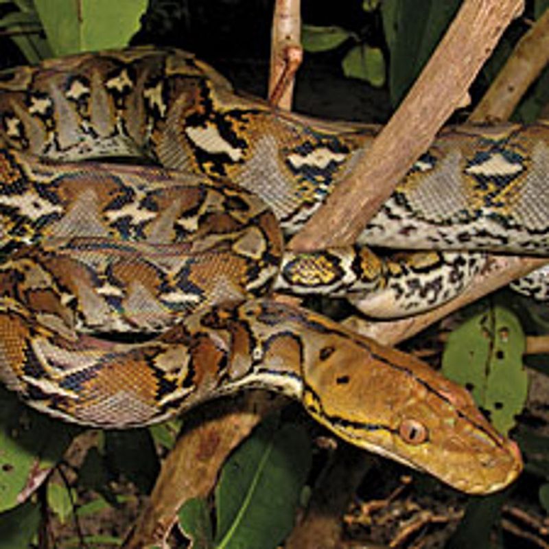 Reticulated Python
