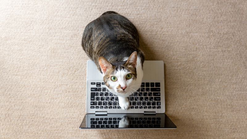 Support For Sustainable Pet Businesses