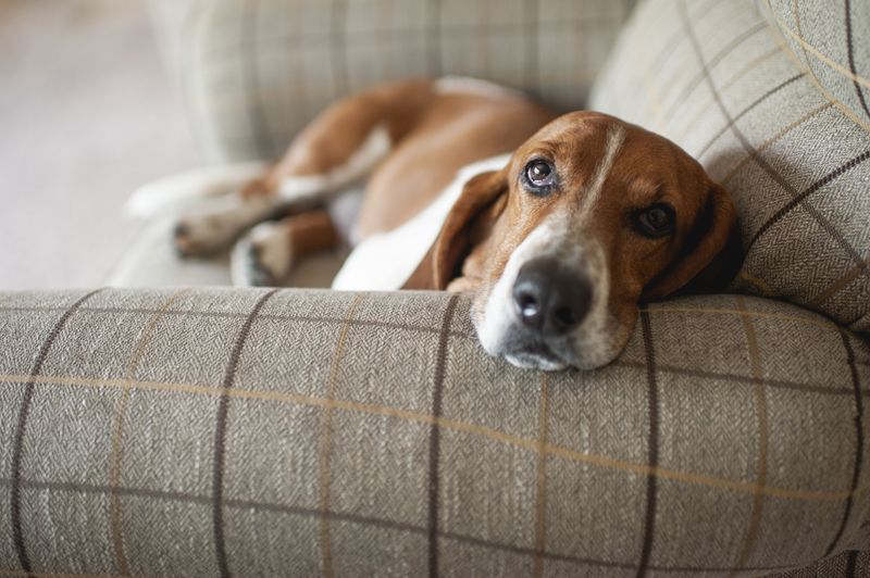 Basset Hound – Low-Energy Companions For Hectic Lives
