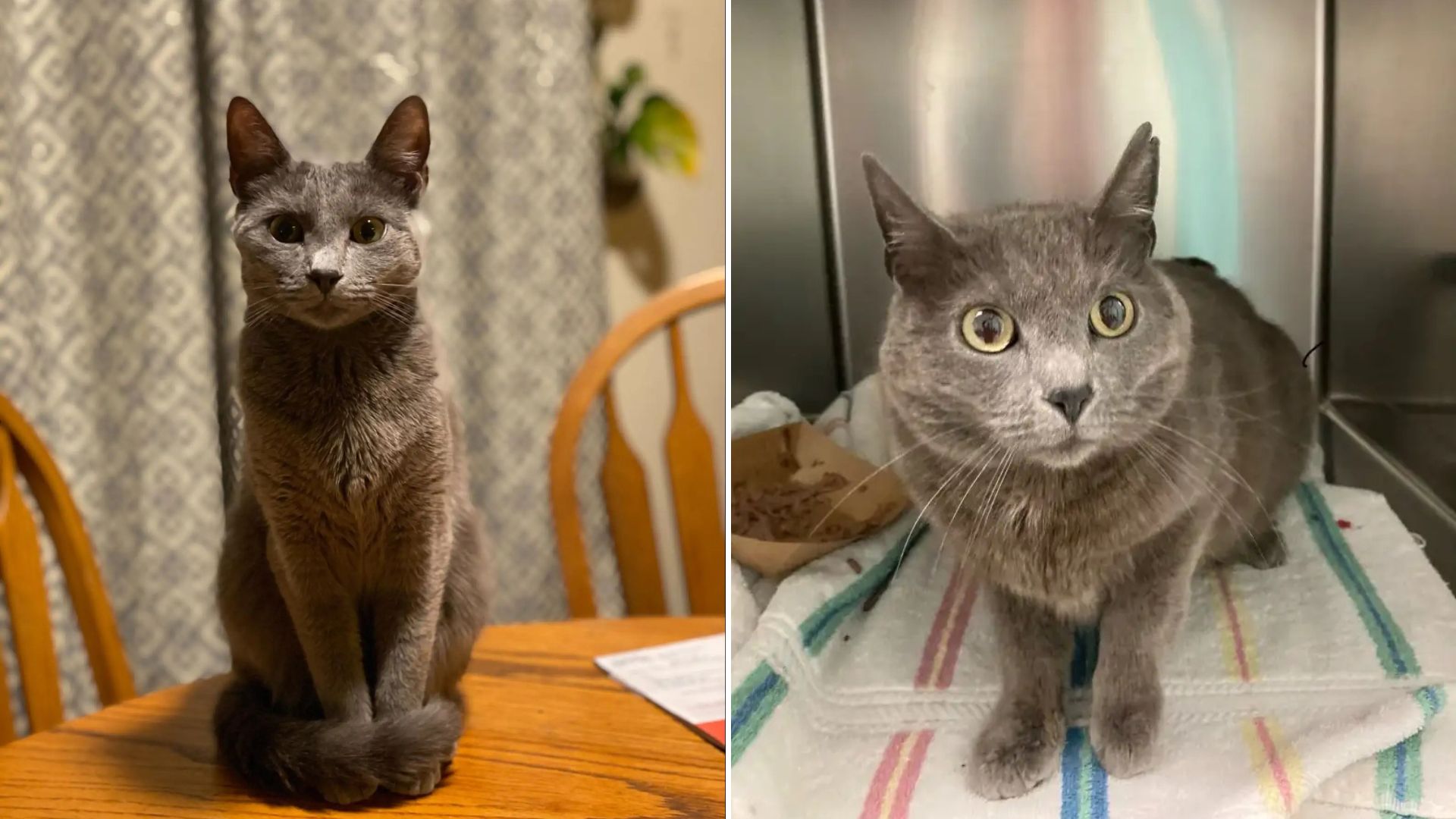 gray cat
