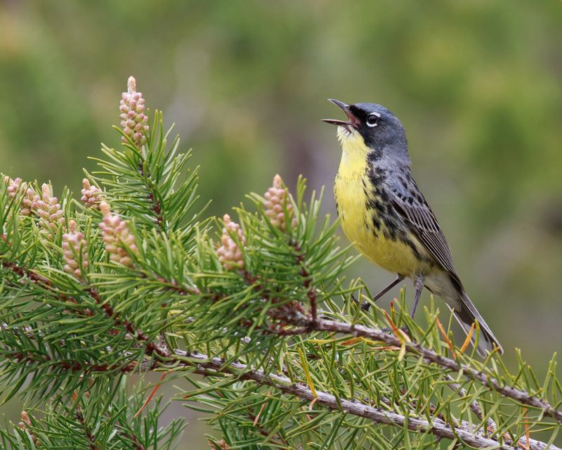 Kirtland's Warbler
