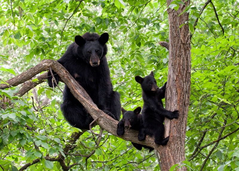 Black Bear