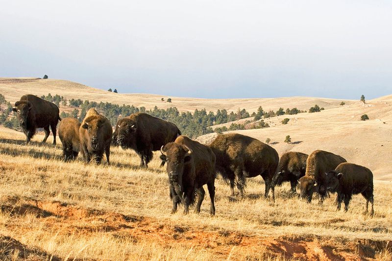 American Bison