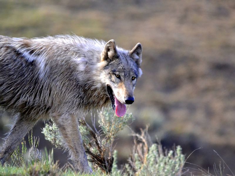 Gray Wolf