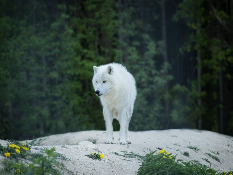Rebirth Into Wild Freedom