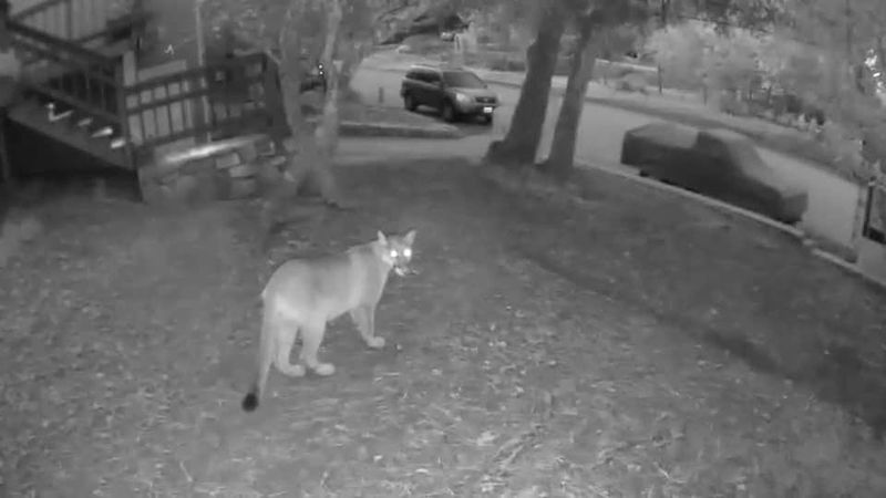 Most Sightings Happen At Dusk Or Dawn