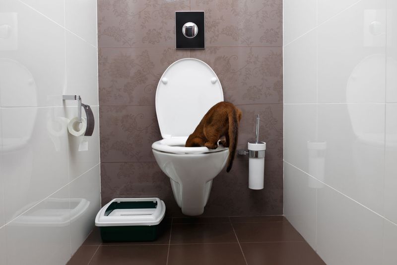 Toilet Lids Left Open