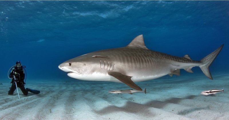 Tiger Shark – 1,323 lbs (Florida, 2019)