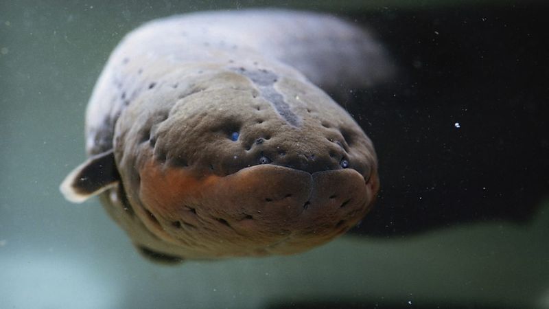 Electric Eel