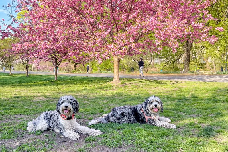 Always Ready For An Adventure In Central Park