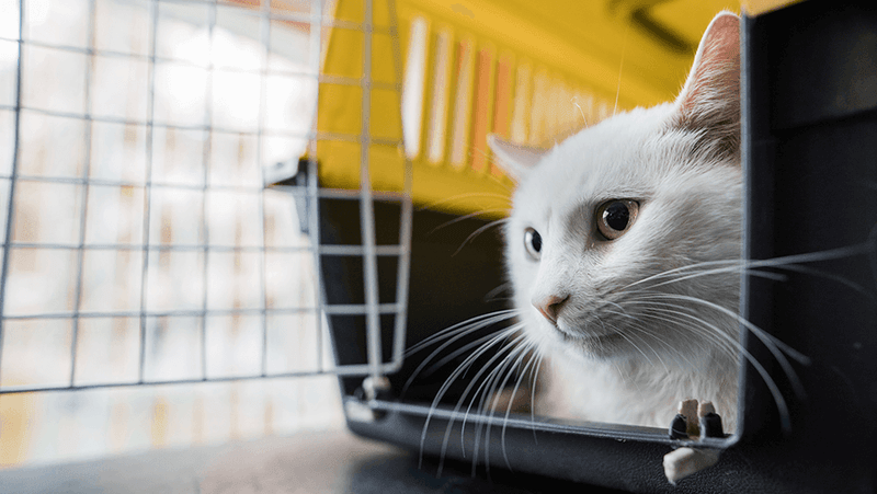 Check Your Pet's Health Records