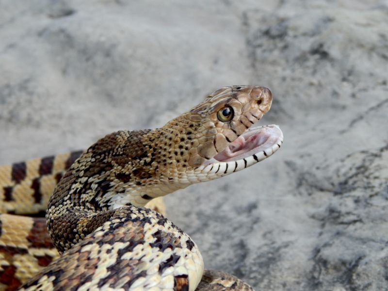 Idaho – Bullsnake