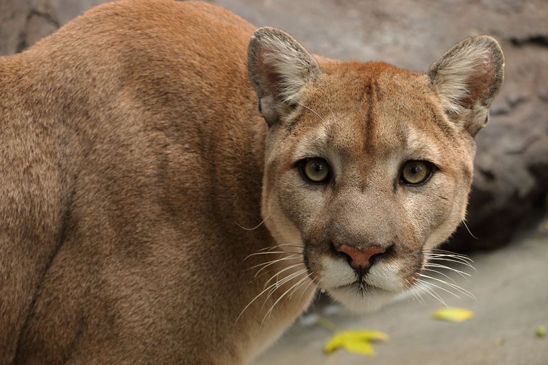 Idaho – Cougar