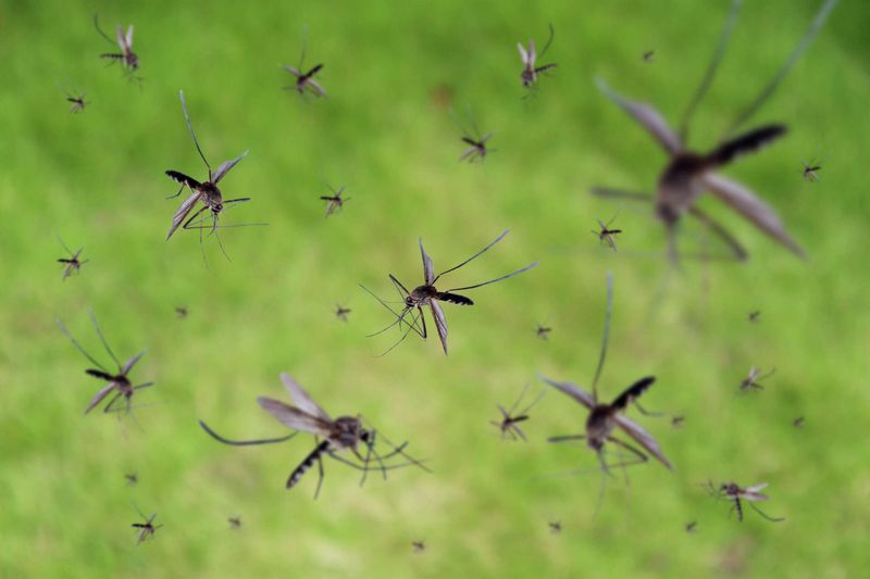 Preventing Future Mosquito-Borne Threats